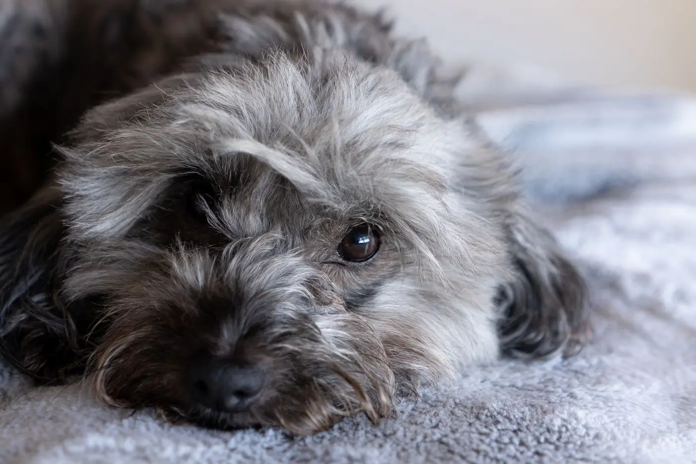 Dog resting on home carpet